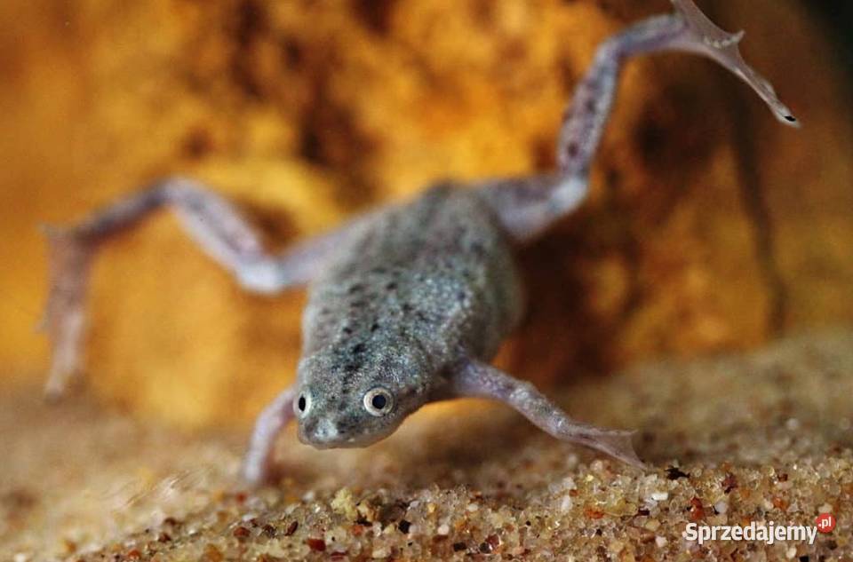 Żaba Karlik szponiasty Hymenochirus boettgeri Gdańsk