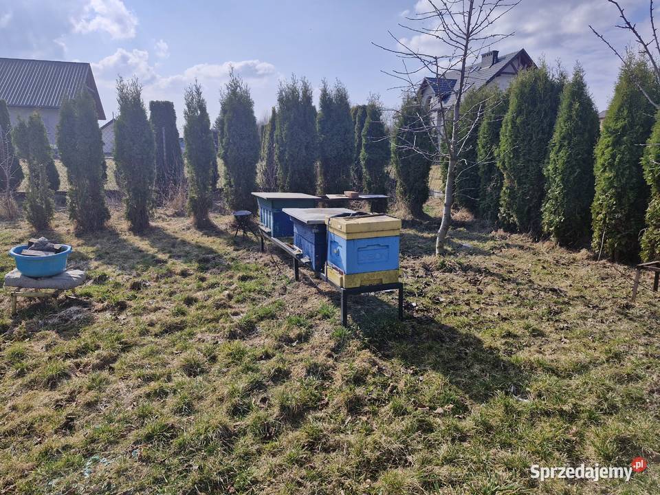 Pszczoły rodziny ule miodarka akcesoria Bębło