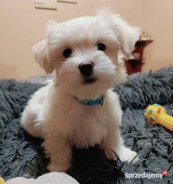 Maltańczykcudny piesek Warszawa