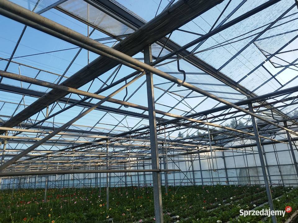 Szklarnia venlo holenderska holenderka szklarnie Częstochowa