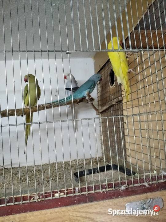 Aleksandertta obrożna sprzedam Świerklany