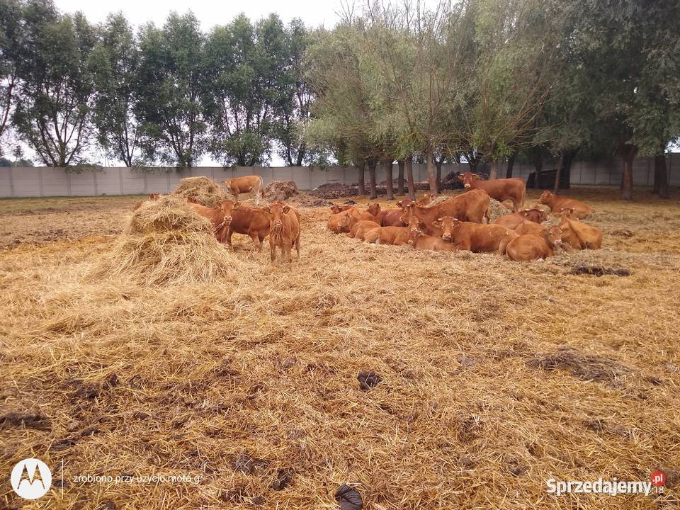 Jałówki limousine odsadki jałoszki było