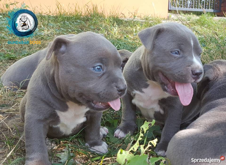 American BullyAmstaff Szczeniaki Gundabar Dogs Koło