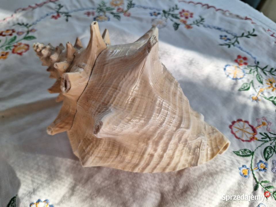 Muszla duża ozdoba akwarium kolekcje