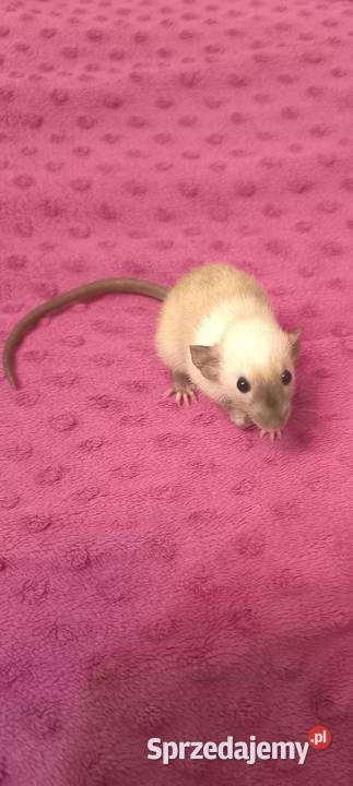 Szczury Dumbo Syjamskie Rasowe Lubin