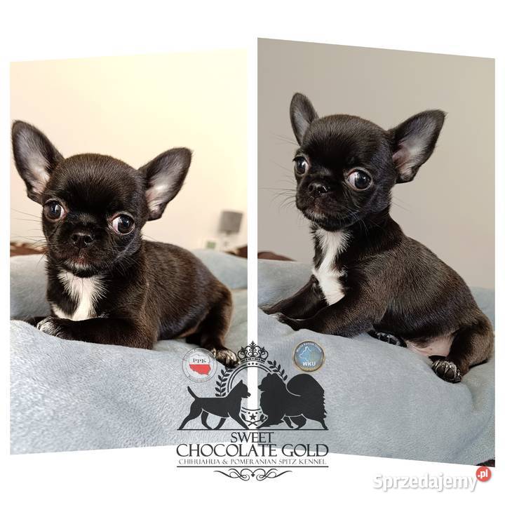 Chihuahua krótkowłosa piesek czarny unikatowy Chihuahua Bełchatów