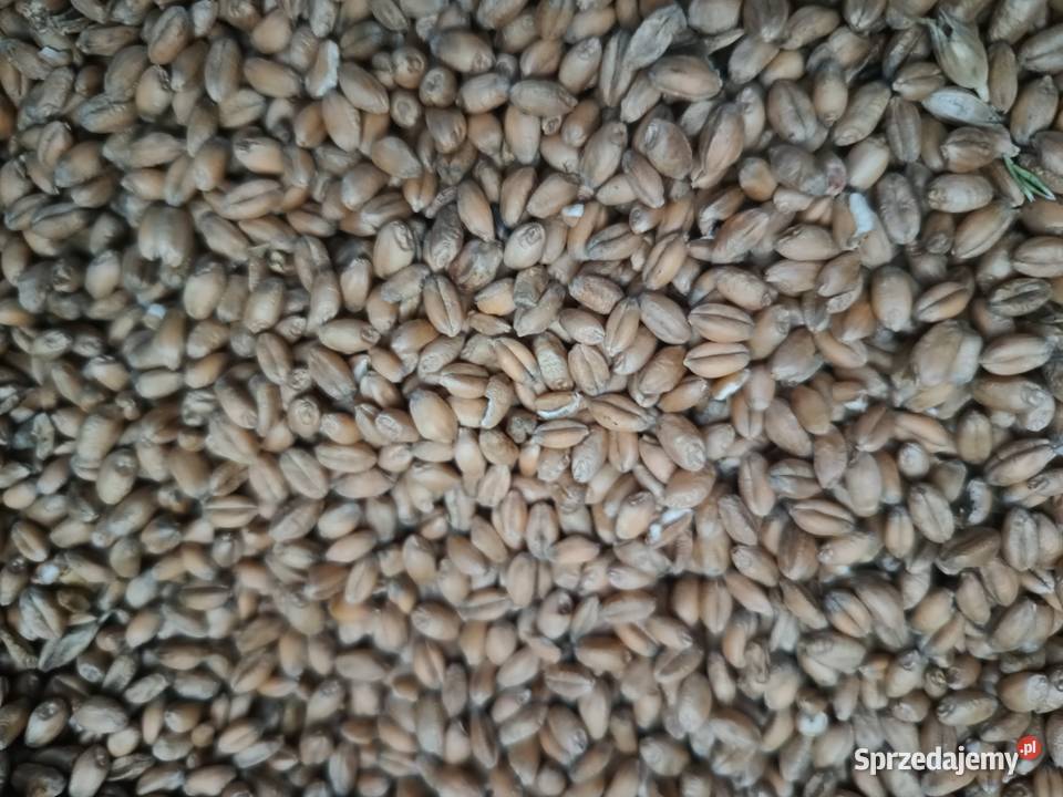 Pszenica ozima Zboża Łąkta Górna sprzedam