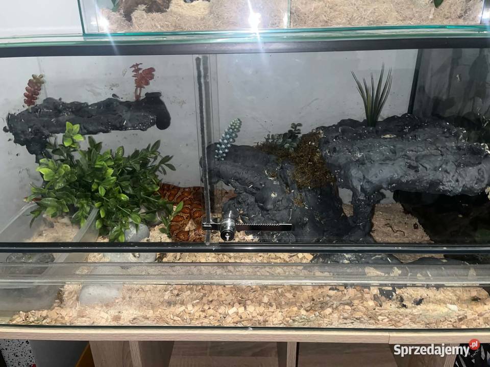 węże zbożowe kameleon jemeński z terrariami Turek sprzedam