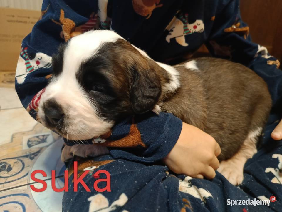 Szczeniaki Bernardyna mazowieckie Przysucha