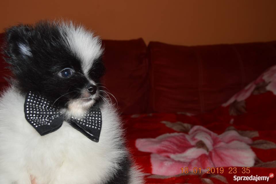 Szpic Miniaturowy Pomeranian sliczne szczenieta pomorskie Gdańsk