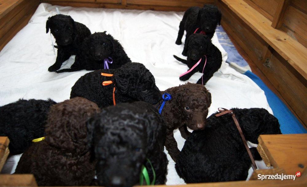 Curly Coated Retriever szczenieta Warszawa