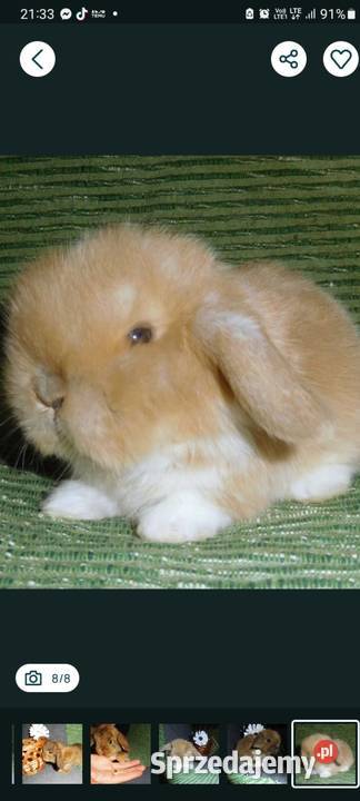 Cudne kroliczki Mini Lop wielkopolskie Poznań sprzedam
