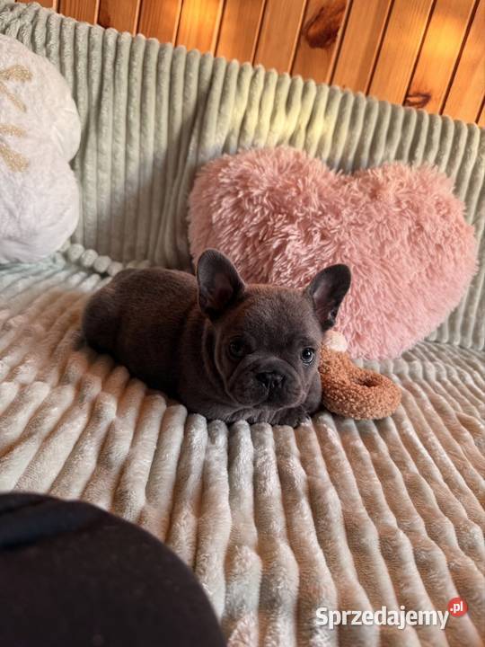 Buldog francuski Częstochowa