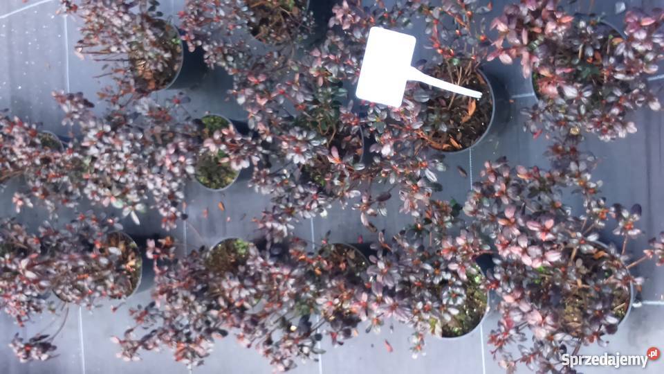 AZALIA JAPOŃSKA Maruschka Garlica Duchowna sprzedam