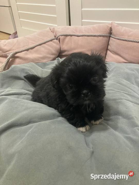 Suczka Shitz tzu Radom sprzedam