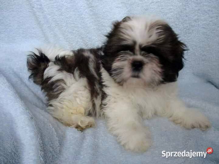 Śliczne pieski Shih tzu Rokietnica