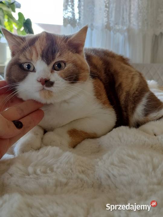 Kocięta brytyjskie Brytyjski Rybnik