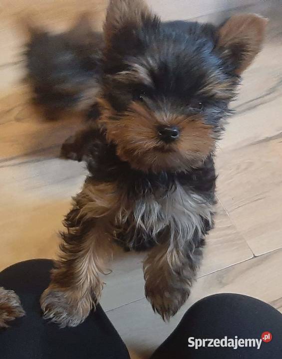 York terrier miniaturki szczeniaki Krzywica