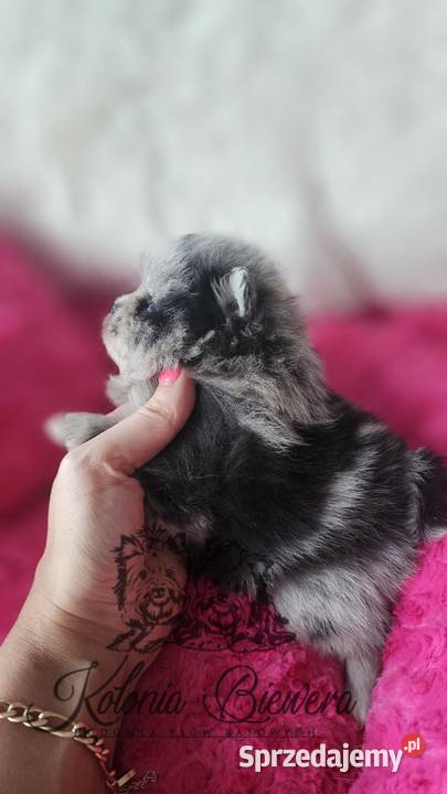 Szpic MiniaturowyPomeranian sunia Blue Merle Sędziejowice