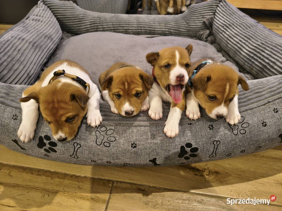 Basenji szczenię