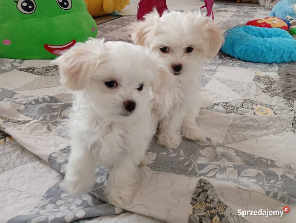 Maltańczyk suczka sprzedam