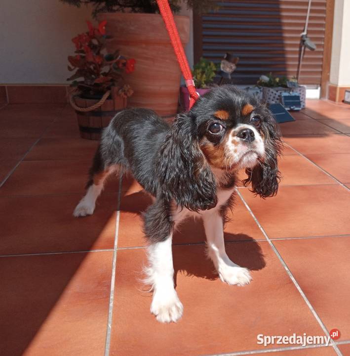 Cavalier King Charles Spaniel suczka Tricolor śląskie Częstochowa sprzedam