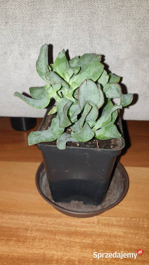 Grubosz Arborescens undulatifolia Blue Hale Warszawa