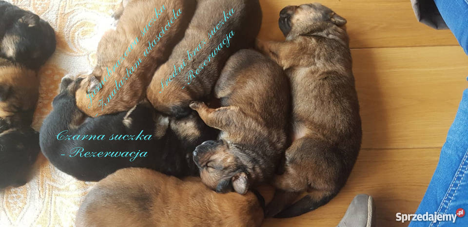 Szczenięta owczarka niemieckiego ostatnie 3 Łomża