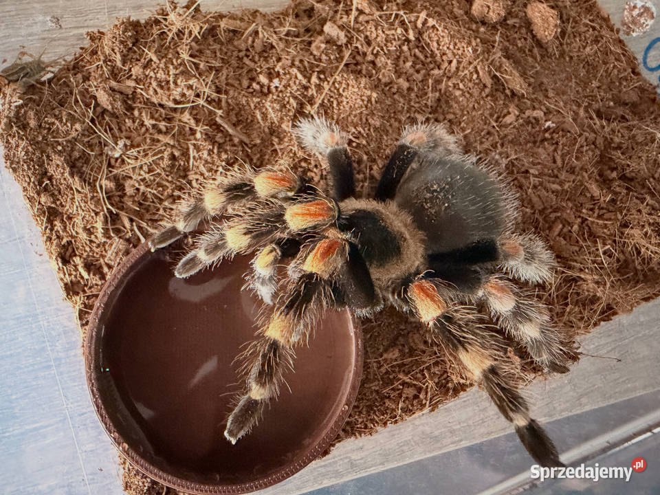 Brachypelma Hamorii Samice Samce Głogów sprzedam