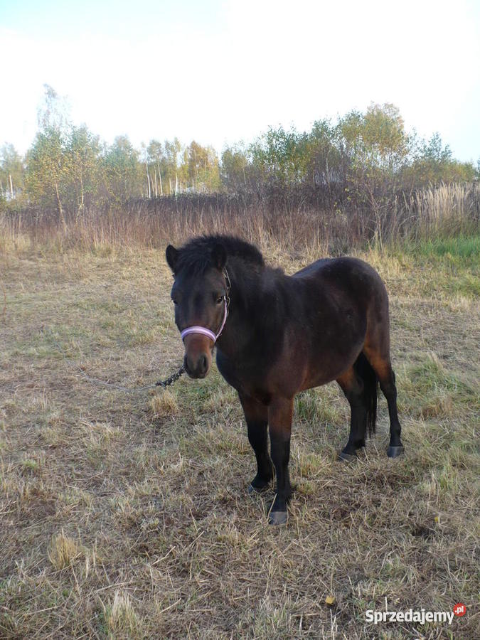 Kuc Walijski Pozostałe