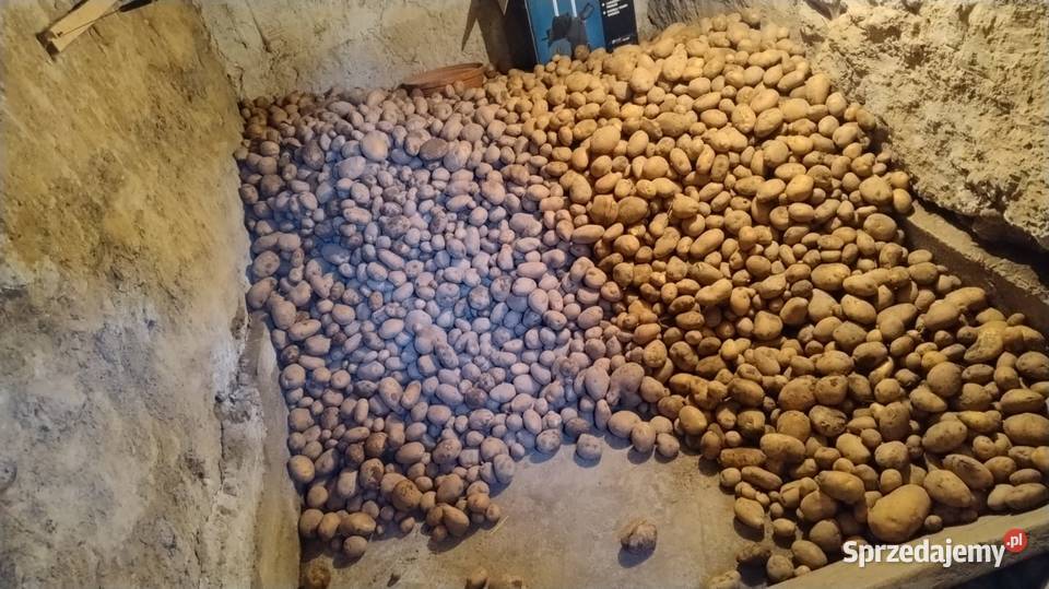 Ziemniak Jurek Tarnów