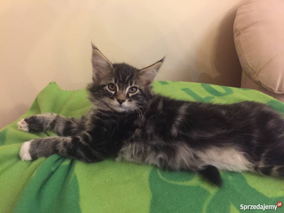 Maine Coon Urocze Kociaki Koty Koszalin