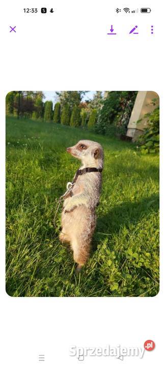 Sprzedam parę surykatek Pozostałe Krosno