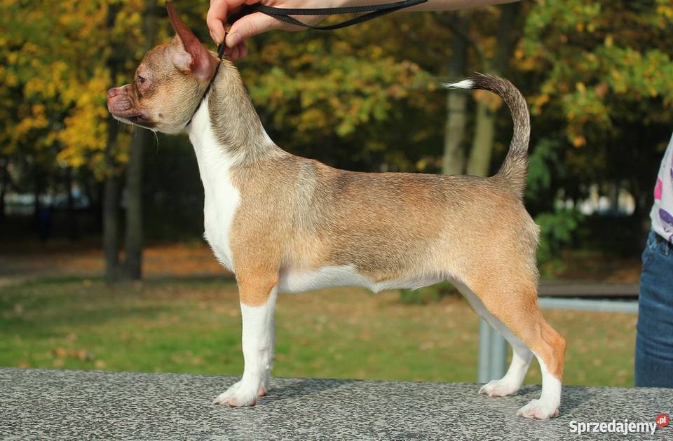 Chihuahua z rodowodem ZKwP