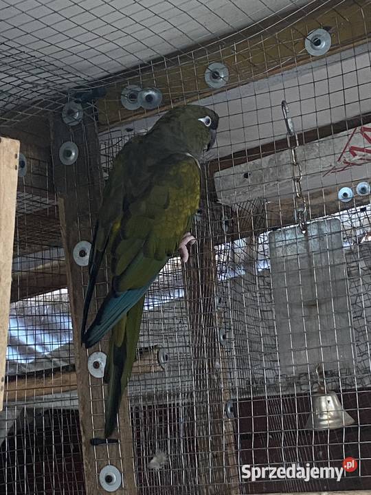 Patagonki Damasławek