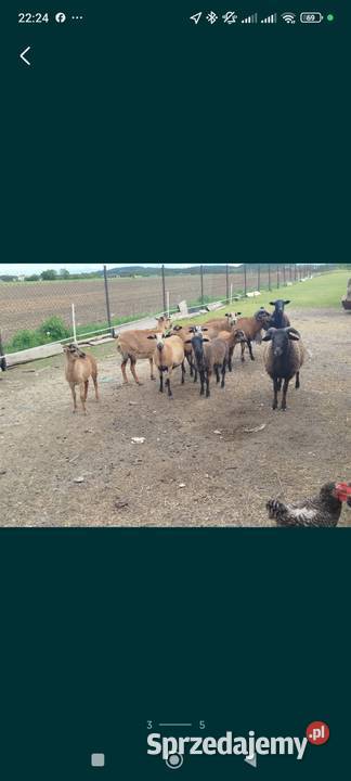 Owce kameruńskie Fanisławiczki