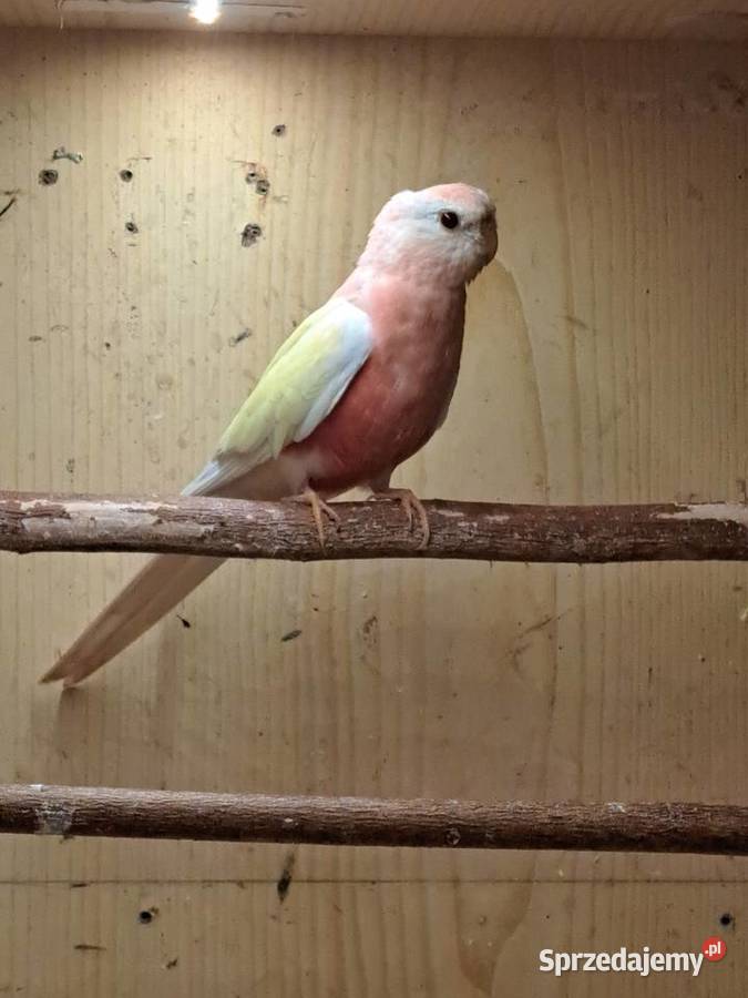 Lilianka samiec lutino Ptaki podkarpackie Niedźwiada