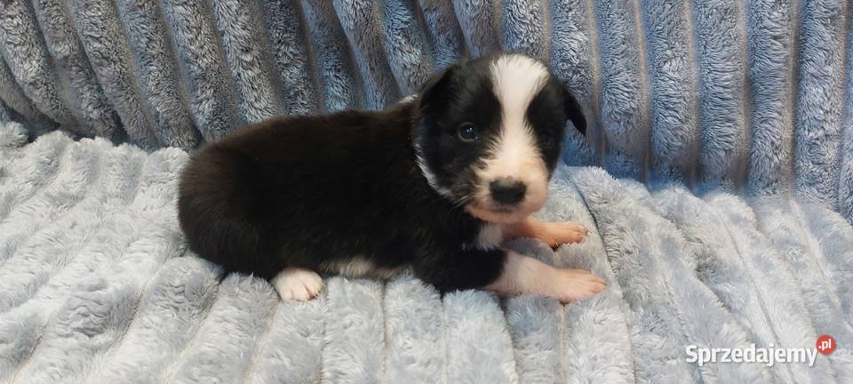 Border Collie szczeniaki inteligentne Psy Ziębice