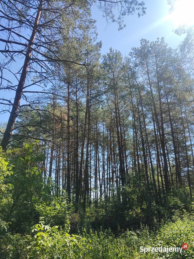 Działka Leśna Sosna 5006 m2 Łaś Toczyłowo Łaś-Toczyłowo