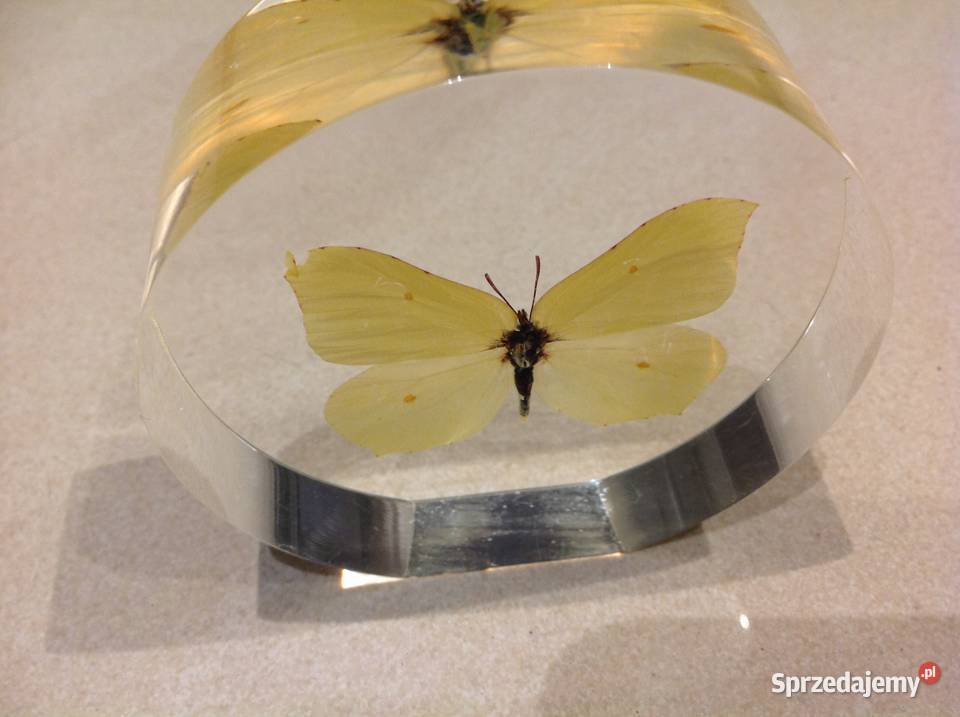 Piękny Motyl w Szkle Dekoracja Latolistek Nowa Sól