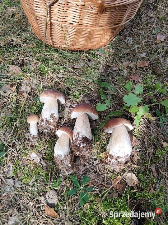 Pyłek z grzybów
