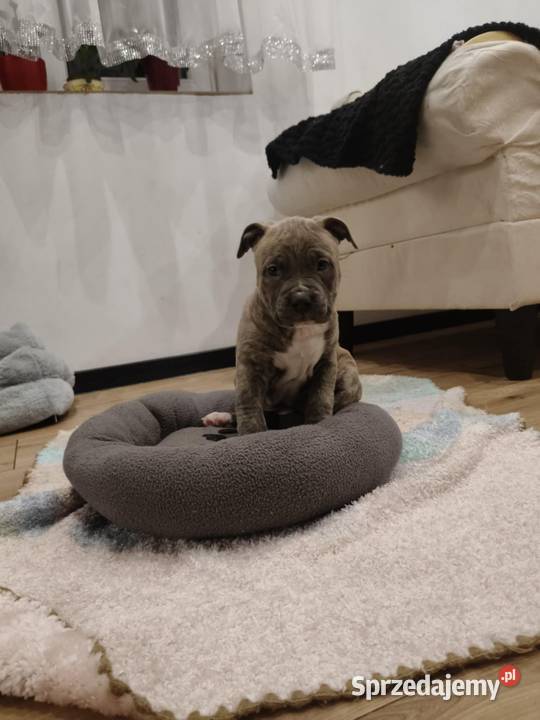 Amstaff suczka szczeniak American Staffordshire Wólka-Przekory