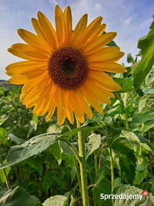 Sprzedam kwiaty słonecznika 1 sztuka Pozostałe Przyszowa