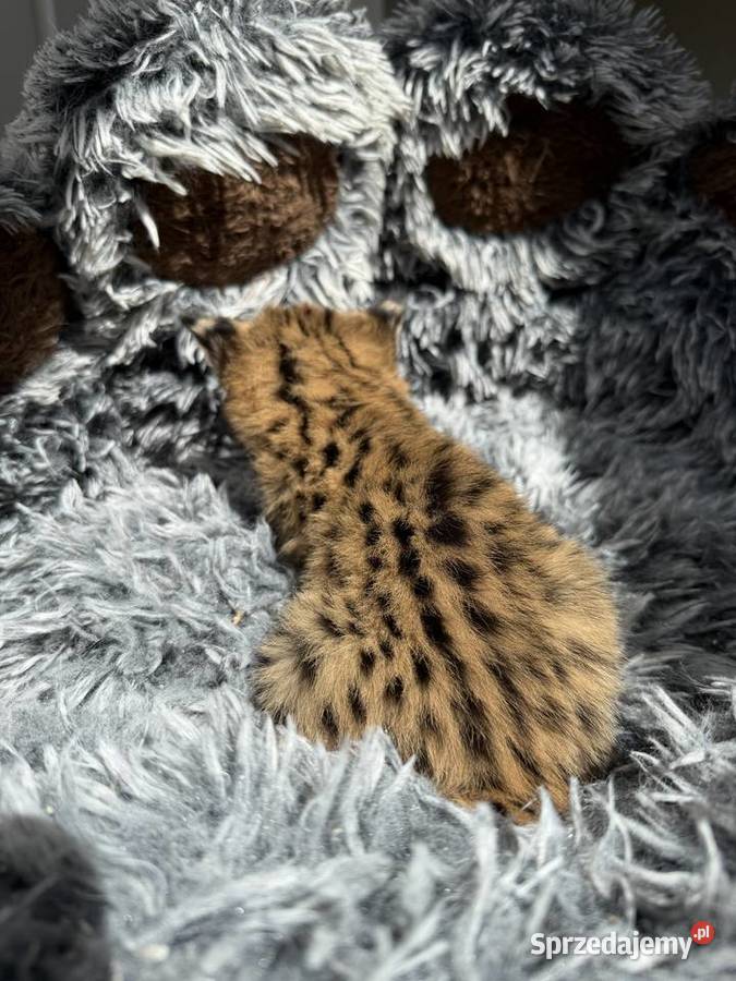 Samica serwal Kraków