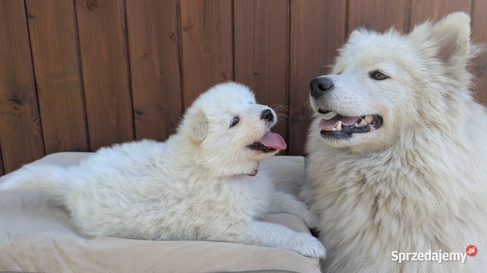 Samojed Samoyed Zapraszamy Pszczyna