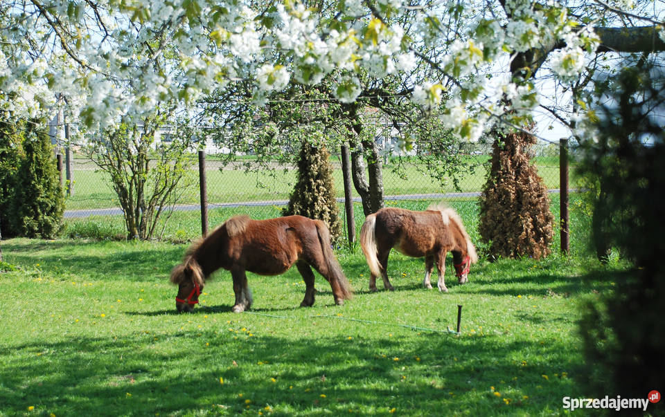 Kuc kuce klacz na sprzedaż Świecie