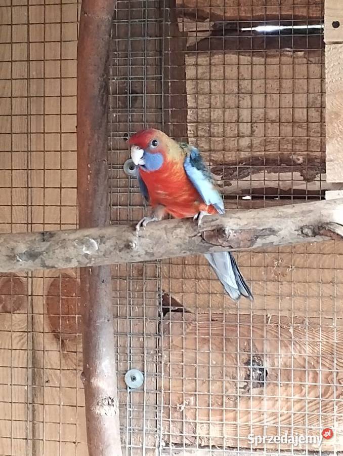 rozelle królewskie z tego roku 2 Sarnaki