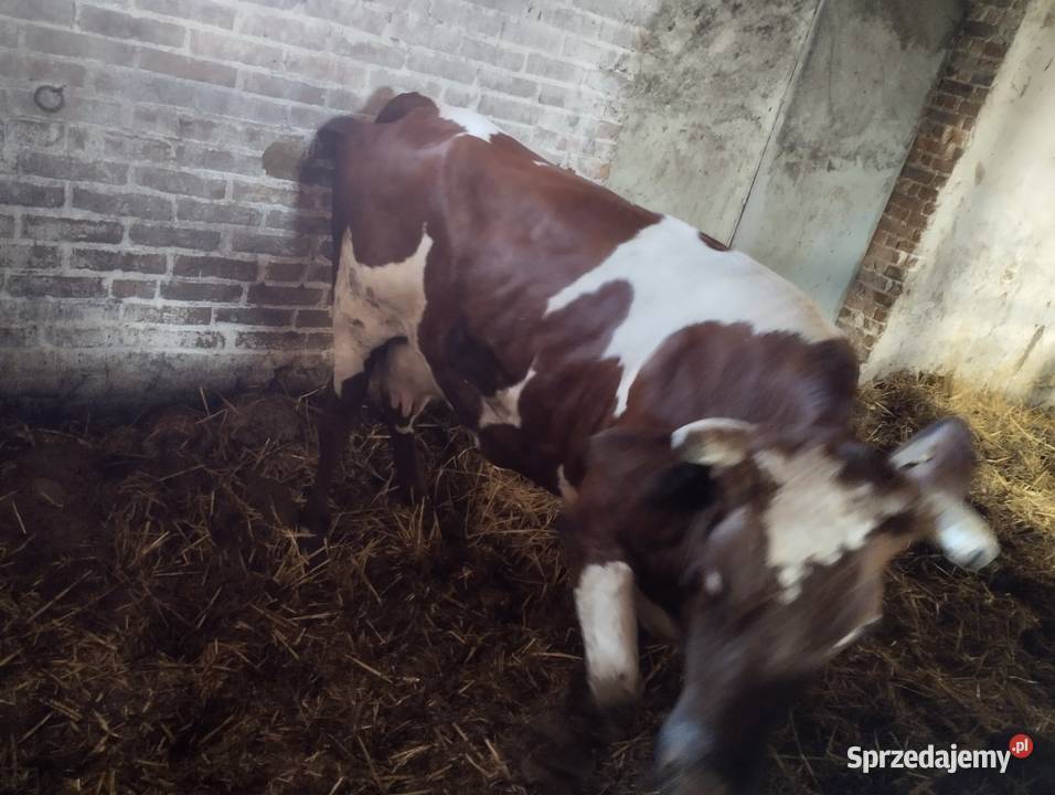 Sprzedam krowę Parczew
