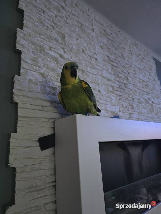 Amazonka niebieskoczelna Meszna