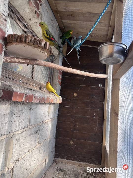 Sprzedam papugi Kalisz